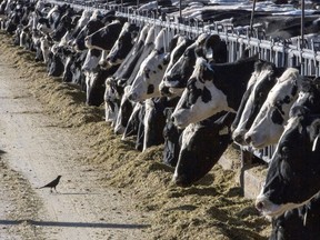 FILE - Dairy cattle feed at a farm on March 31, 2017, near Vado, N.M. The U.S. Department of Agriculture said Monday, March 25, 2024, that milk from dairy cows in Texas and Kansas has tested positive for bird flu.