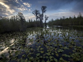 FILE - The sun sets over water lilies and cypress trees along the remote Red Trail wilderness water trail of Okefenokee National Wildlife Refuge, April 6, 2022, in Fargo, Ga. The U.S. Fish and Wildlife Service is asserting legal rights to waters that feed the Okefenokee Swamp and its vast wildlife refuge, setting up a new battle with a mining company seeking permits to withdraw more than 1.4 million gallons daily for a project that critics say could irreparably harm one of America's natural treasures.