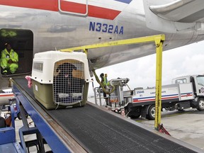 FILE - An American Airlines grounds crew unloads a dog from the cargo area of an arriving flight, Aug. 1, 2012, at John F. Kennedy International Airport in New York. American Airlines is relaxing part of its pet policy to let owners bring their companion and a full-size carry-on bag into the cabin.