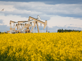 Oil pumpjacks in a field of canola