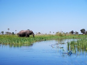 An elephant is seen in the Okavango Delta, an environmentally sensitive area renowned as a haven for diverse wildlife.