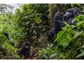 BUKIMA, VIRUNGA NATIONAL PARK, DRC - AUGUST 6: The Bageni family in the gorilla sector of Virunga National Park, on August 6, 2013 in Bukima, DR Congo. The gorilla sector is currently occupied by the M23 rebel movement of the Congolese army. Despite this and a previous occupation by a previous rebel group, the gorillas continue to survive, largely due the efforts of the ICCN, the Congolese Conservation Authority. The previous Bukima camps were destroyed, first by the CNDP rebel movement in 2008 and 2009; now most recently by their followers, the M23 rebels. Despite these setbacks and the ongoing danger, the ICCN Congolese conservation rangers continue to protect the mountain gorillas of the region and to plan for tourism which will follow if peace is achieved. UK company Soco International PLC is planning to explore for oil in DRC's Virunga National Park, a protected World Heritage Site and most biodiverse park in Africa.