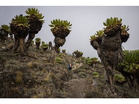 Giant Lobelia plants grow around rock formations on Mount Kenya in Mount Kenya National Park.