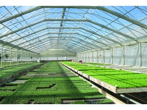 ECP proudly unveils Claro Greenhouse Fabrics, an innovative woven polyethylene fabric designed to revolutionize greenhouse farming.