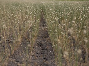 Canary seed is shown at a farm near Gray, Sask., on Thursday, July 29, 2021. To get an idea of the financial toll extreme weather is taking on this country's agriculture industry, look no further than the government of Saskatchewan's books.