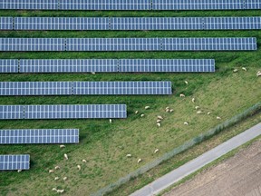 Sheep graze by solar panels in Hildesheim, Germany, 2014.