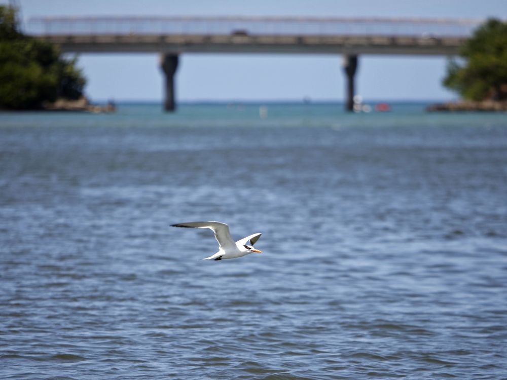 FILE - A bird flies over the San Juan Bay Estuary in San Juan, Puerto Rico, Oct. 26, 2013. A $62 million project to dredge Puerto Rico's biggest and most important seaport began Wednesday, April 3, 2024 amid fierce opposition from environmentalists. Crews will remove nearly 3 million cubic yards of marine floor to open the San Juan Bay to larger vessels including tankers that will serve a new liquid natural gas terminal on Puerto Rico's north coast.