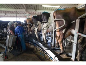 A dairy farm that supplies milk to Fonterra Cooperative Group Ltd. in Hawera, New Zealand. Photographer: Brendon O'Hagan/Bloomberg