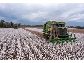 A cotton harvest at a farm in Bronwood, Georgia. Photographer: Dustin Chambers/Bloomberg