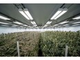 Cannabis crops growing under Fluence RAPTR fixtures at the Clade9 facility.