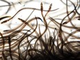 FILE - Baby eels swim in a tank after being caught in the Penobscot River in Brewer, Maine, May 15, 2021. The regulatory Atlantic States Marine Fisheries Commission decided Wednesday, May 1, 2024, that U.S. fishermen will be allowed to continue harvesting a total of a little less than 10,000 pounds of the eels per year. That quota level will hold through at least 2027 and could be extended beyond that year, the panel decided.