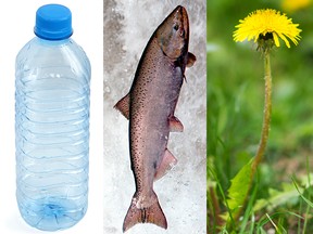 Plastic bottle, salmon and dandelion