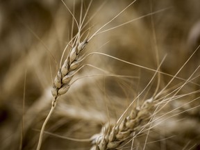 Heads of wheat among crops near Cremona, Alta., Tuesday, Sept. 19, 2023.