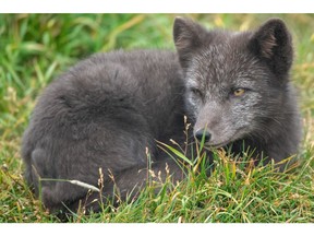 The Arctic Fox lives in all the lands of the circumpolar Arctic. In Canada, it is found from the northern tip of Ellesmere Island to the southern tip of James Bay. Hinterland Who's Who is releasing a new video on the canine, which has a white or pale bluish-grey coat in winter and a dark brown or darker bluish-grey coat in summer. Photo of an Arctic Fox by Annie Langlois, Hinterland Who's Who Coordinator.