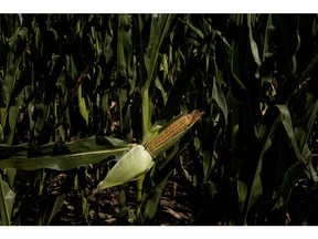 An ear of corn on a farm during a heat wave in San Antonio de Areco, Buenos Aires province, Argentina, on Tuesday, Jan. 11, 2022. Argentina's key agriculture areas saw intense and prolonged heat, coupled with little or no rain, through Jan. 12. Photographer: Anita Pouchard Serra/Bloomberg
