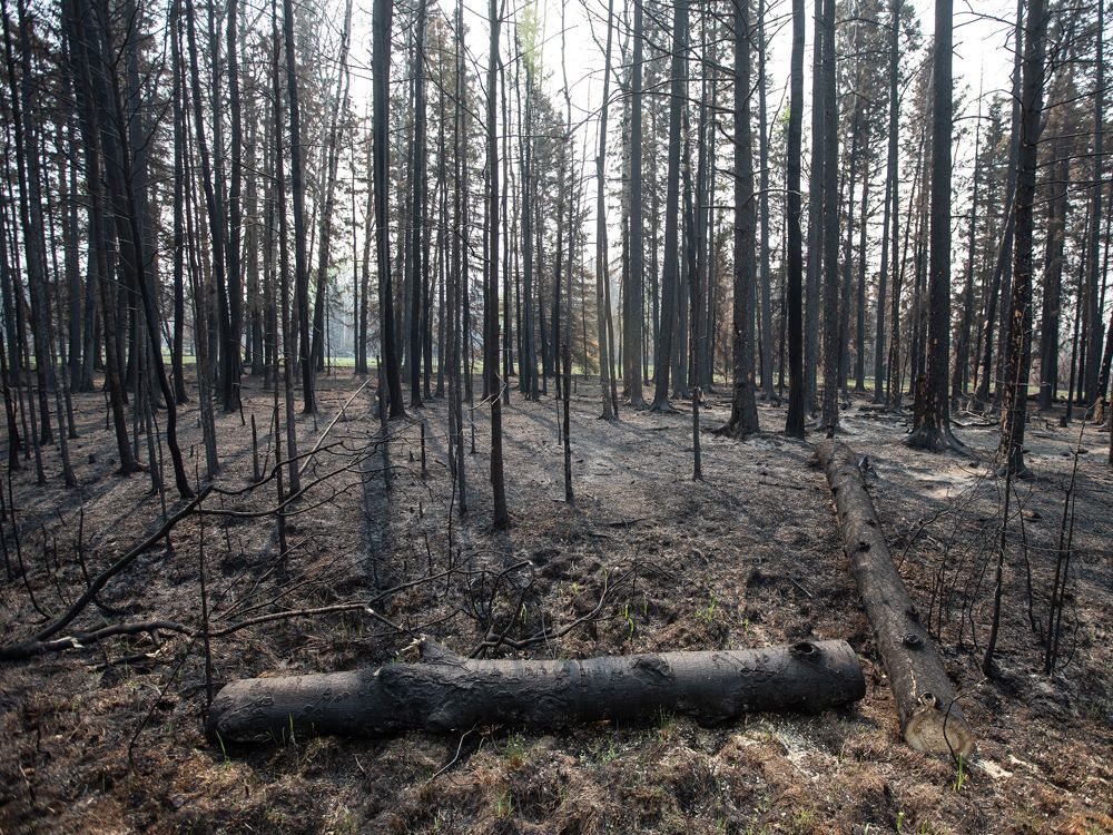 Canada's passive approach to forest maintenance is helping to fuel
wildfire scourge