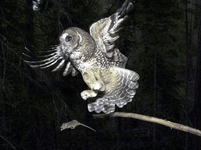 FILE - A Northern Spotted Owl flies after an elusive mouse jumping off the end of a stick on May 8, 2003, in the Deschutes National Forest near Camp Sherman, Ore. To save the imperiled spotted owl from potential extinction, U.S. wildlife officials are embracing a contentious plan to deploy trained shooters into dense West Coast forests to kill almost a half-million barred owls that are crowding out their smaller cousins.