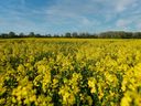 China has announced a dumping investigation into Canadian canola.