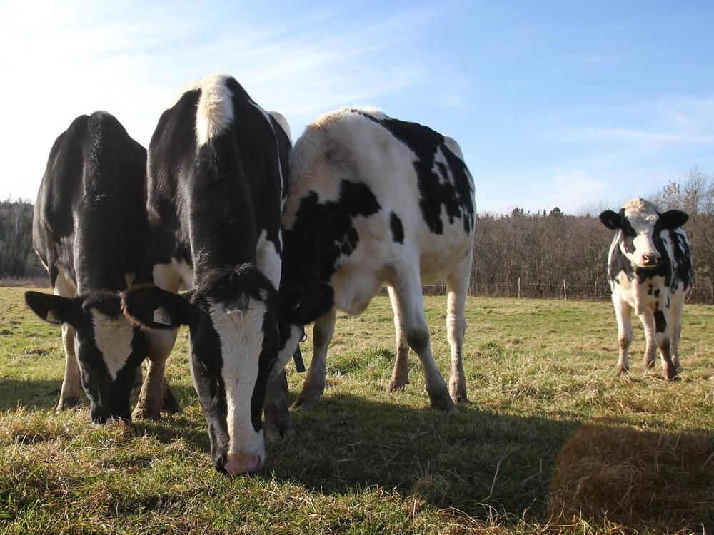 New Zealand exporters have lost as much as NZ$200 million (US$121 million) over several years due to Canada’s stance on dairy. 