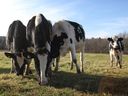 New Zealand exporters have lost as much as NZ$200 million (US$121 million) over several years due to Canada’s stance on dairy.