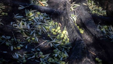 Olive harvest