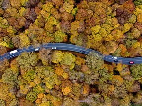 Traffic rolls through a colorful forest in the Taunus region in Usingen near Frankfurt, Germany, Friday, Nov. 1, 2024.