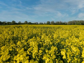 Canola futures in North America fell by the exchange limit in the biggest intraday loss since August 2022.