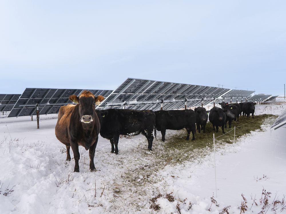 Solar burgers: How agrivoltaics is marrying food production with green energy