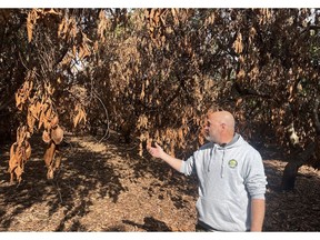 Magen Shenhav, who oversees the avocado orchards of Kibbutz Dafna, showing the burnt trees from Hezbollah missiles that caused fires. Photographer: Ethan Bronner/Bloomberg