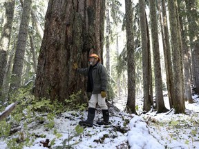 FILE - Peter Beedlow, a scientist at the Environmental Protection Agency, stands among a group of old-growth Noble fir trees in the Willamette National Forest, Ore., Oct. 27, 2023.