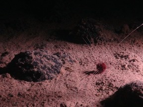 TMC yang berbasis di Vancouver memegang dua lisensi ISA untuk prospek untuk kobalt, nikel dan logam lain yang ditemukan dalam nodul polimetalik, batuan seukuran kentang yang menutupi dasar laut dengan miliaran dari Hawaii ke Meksiko di daerah yang disebut zona Clarion-Clipperton.