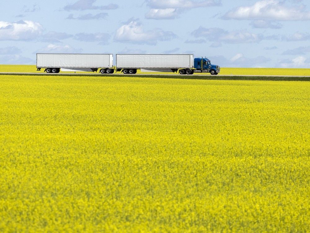 https://smartcdn.gprod.postmedia.digital/financialpost/wp-content/uploads/2025/03/canola72022-4.jpg