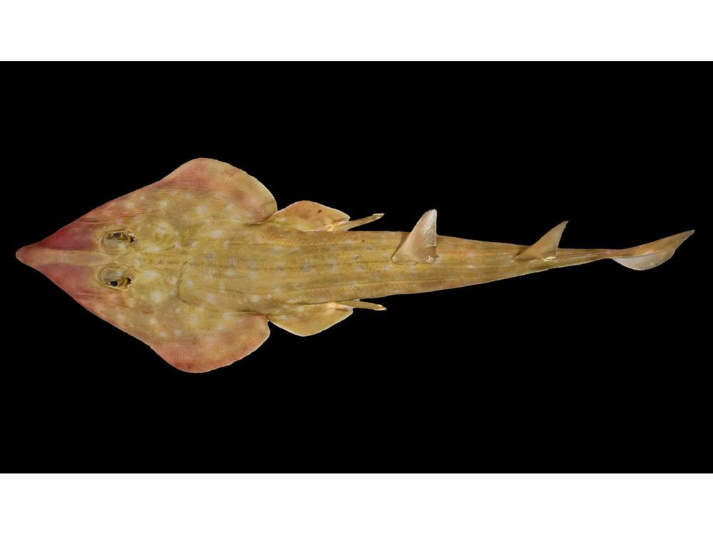 Guitar Shark_Rhinobatos sp.- The Nippon Foundation-Nekton Ocean Census / Sergey Bogorodsky © 2025