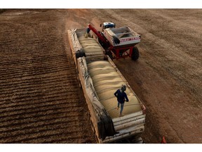 Pekerja mengumpulkan tanaman kedelai selama panen di sebuah peternakan di Orizona, Negara Bagian Goias, Brasil, pada hari Jumat, 21 Februari 2025. Perusahaan Pasokan Nasional Brasil telah memangkas estimasi output kedelai musiman 2024-2025 dari 166,33 juta ton menjadi 166,01 juta ton, lebih rendah dari harapan analisis.