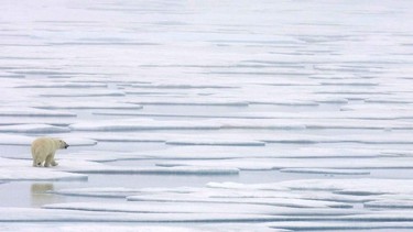 Polar bear walking on ice