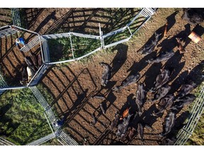 Cattle at a farm in Gunnedah, New South Wales, Australia.