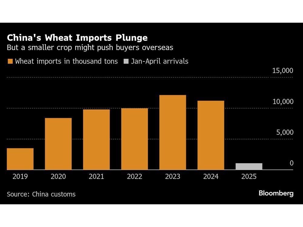 China’s Wheat Harvest Risks 7-Year Low as Farmers Battle Drought