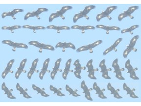 System images of a golden eagle captured by IdentiFlight in Uzbekistan.