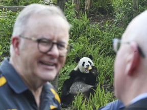 Australia Prime Minister Anthony Albanese reacts as he attends a zoo with retired Adelaide Zoo panda Fu Ni at a park in Chengdu, China, Thursday, July 17, 2025.