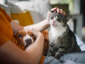 Cat and dog being cuddled by their person