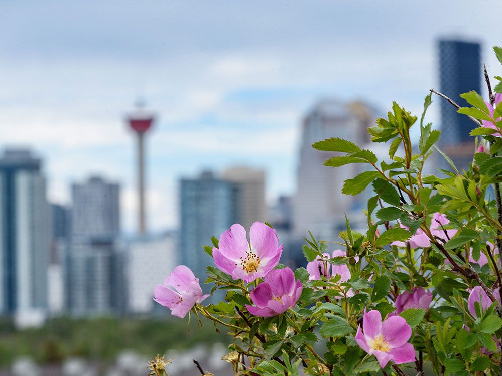https://smartcdn.gprod.postmedia.digital/financialpost/wp-content/uploads/2025/07/calgary-0729-ph.jpg