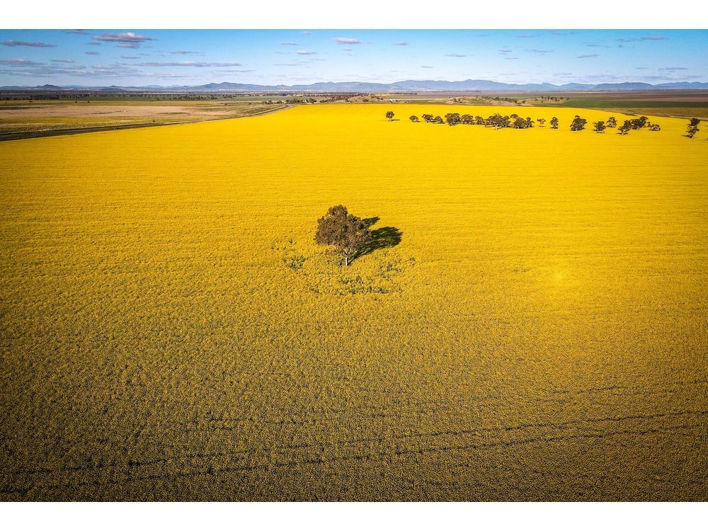 China Books Australian Canola Cargoes After Canada Trade Spat