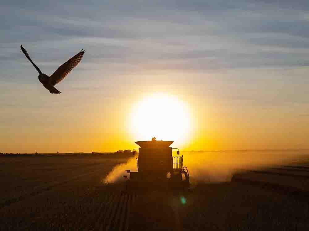 A combine harvester during a canola harvest on a farm near Brora, Sask., in 2024.