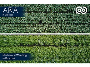 ARA results vs mechanical weeding in broccoli