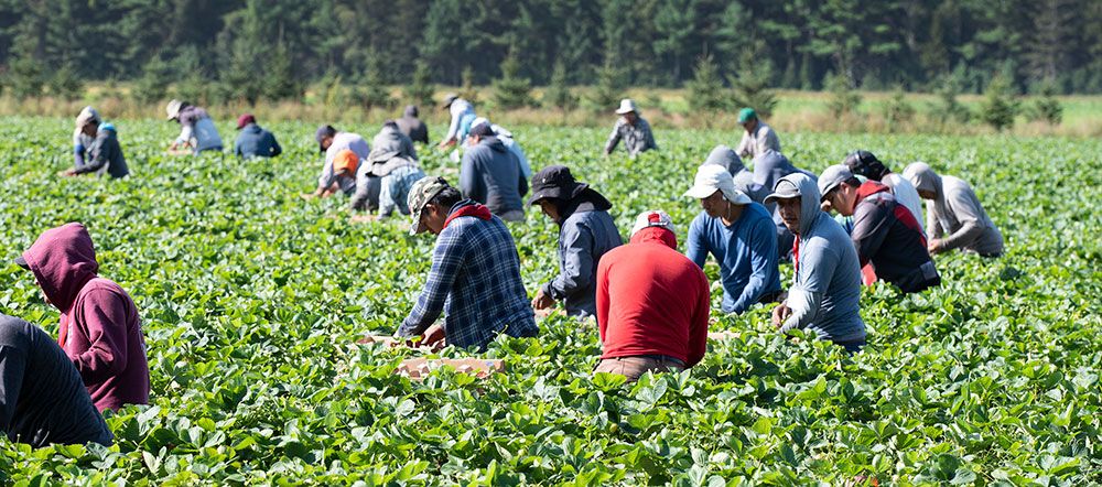 Temporary foreign workers from Mexico and Guatemala pick strawberries at a strawberry in Pont Rouge, Que.