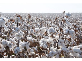 The FoodChain ID and IDFL partnership allows brands to link on-farm regenerative outcomes with credible textile chain-of-custody and quality claims.