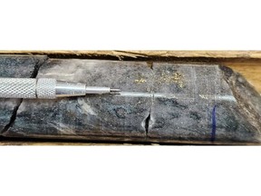 Figure 1. Visible gold showing in hole MM25D-12-4860-031 at 50.05m downhole