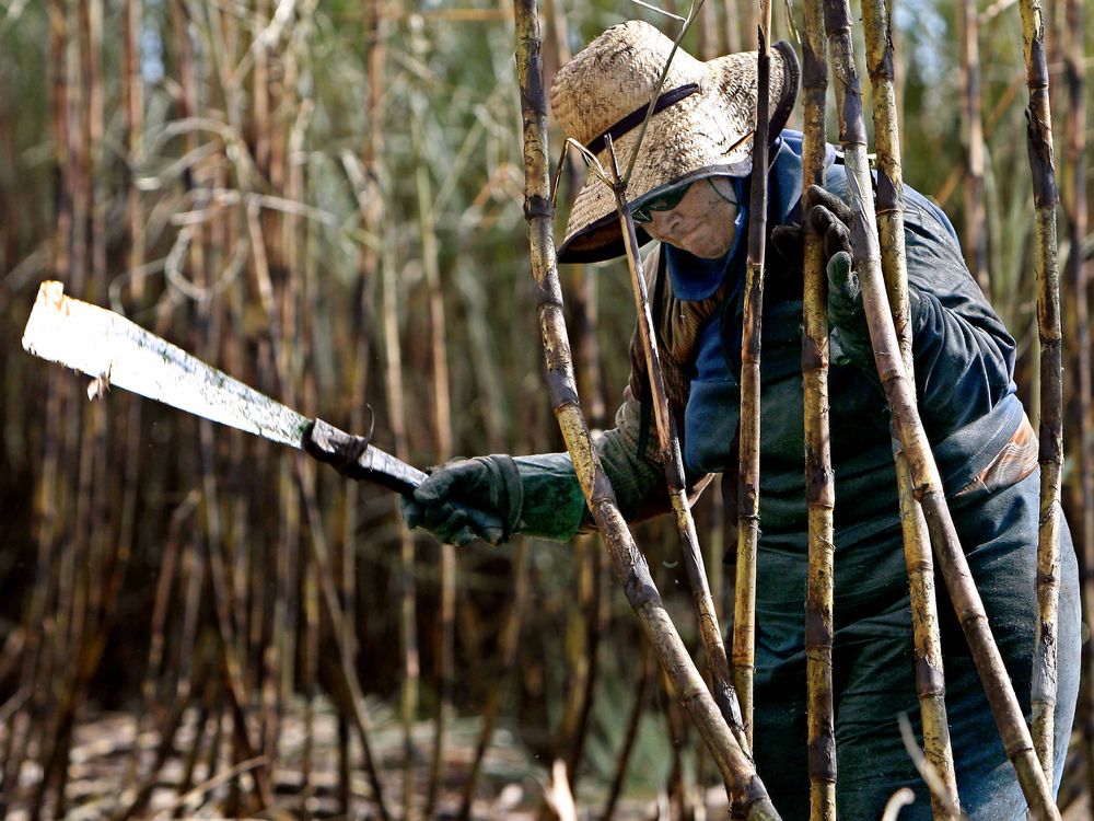 Sugar steadies on prospect of Brazil diverting cane to ethanol