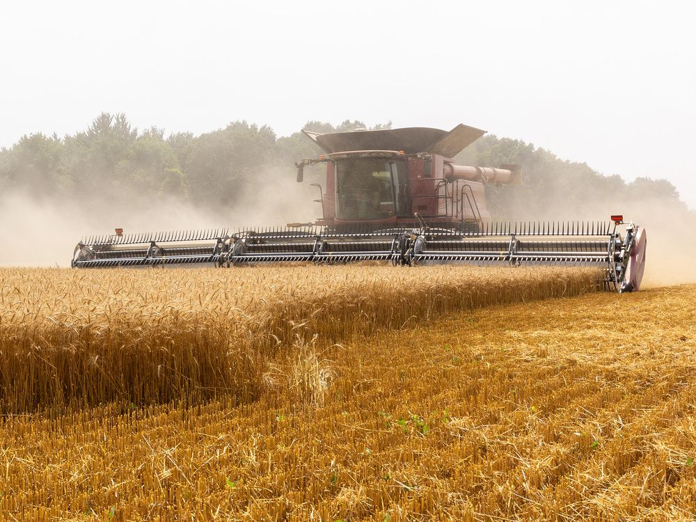Wheat prices were up as much as 1.5 per cent, rising for their fifth straight session and touching the highest price in over a week.
