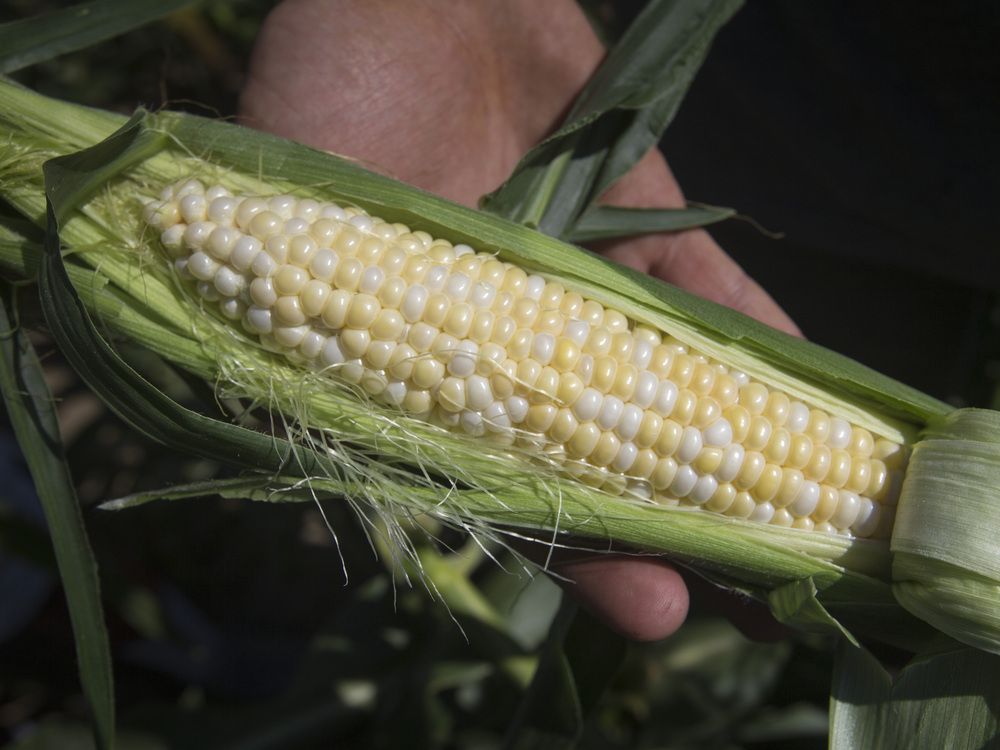 Corn slumps most in a month with focus on China grain reserves